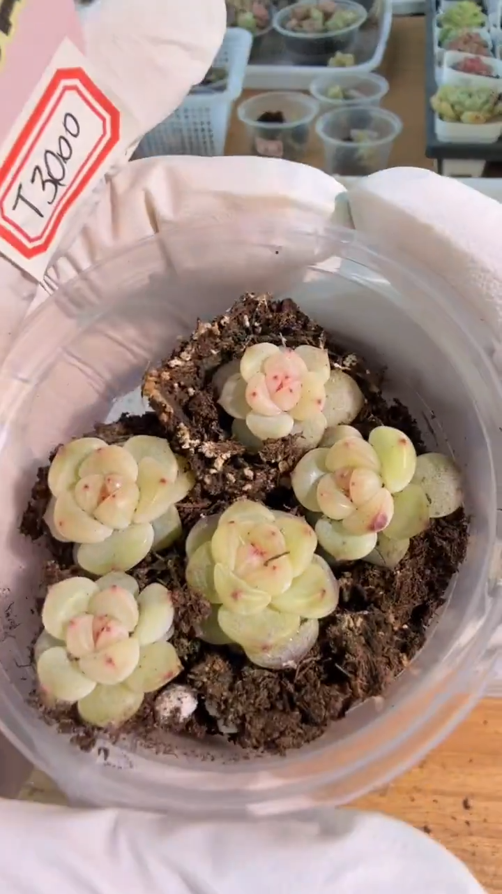 T3000 小圆盒1盒 5颗量拍多肉植物