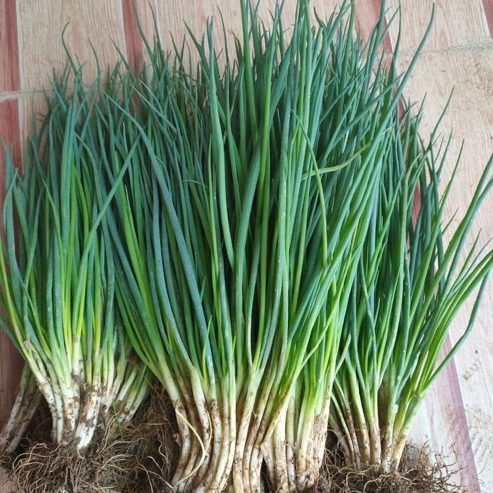 苏北农家自种现摘现发新鲜小香葱