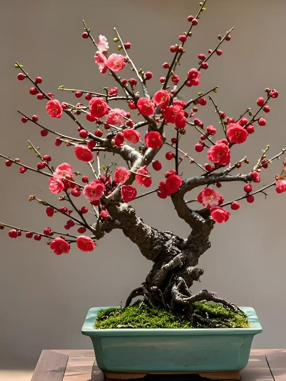 梅花盆景耐寒南北方养殖带花芽花苞发货