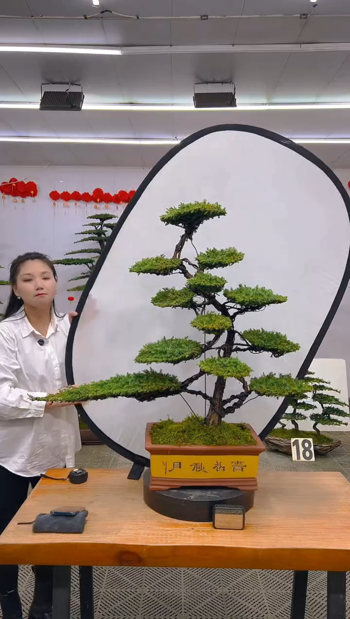 【闪购商品】盆景1