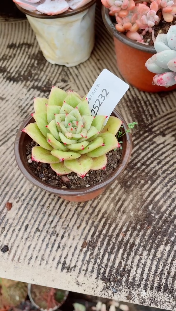 我****^跃跃精品多肉25232