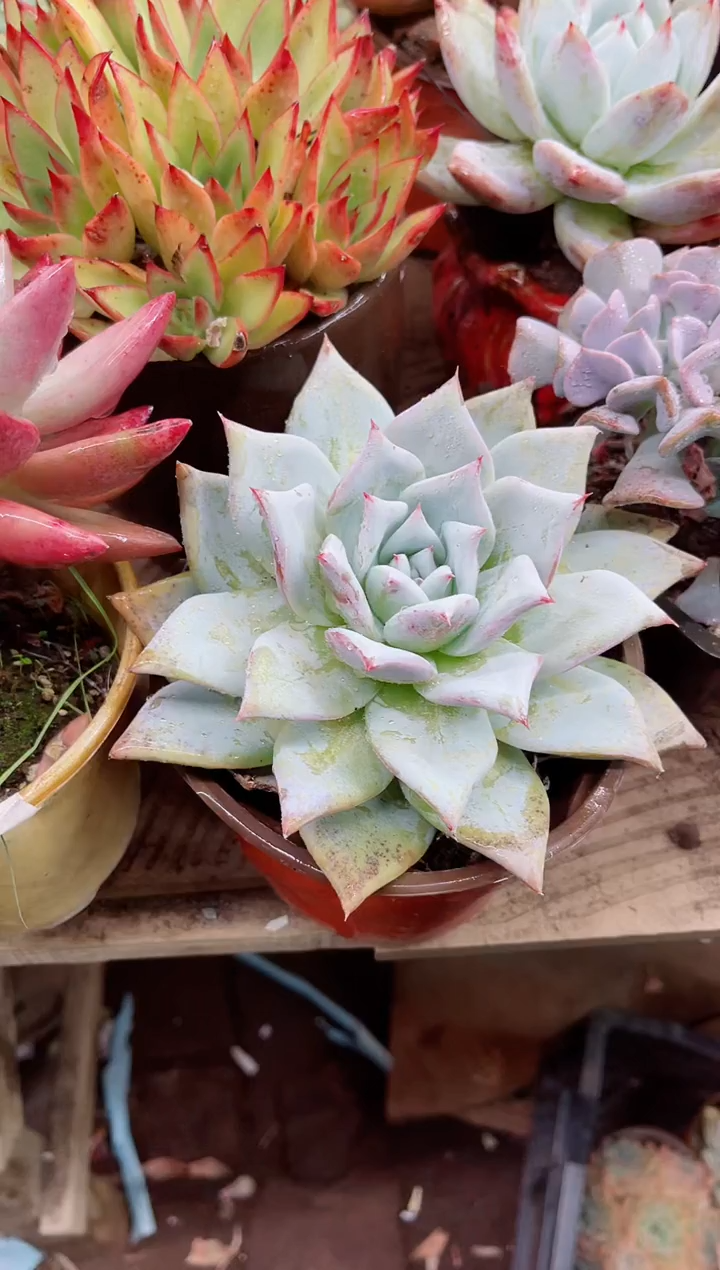 云*22101多肉植物一物一拍