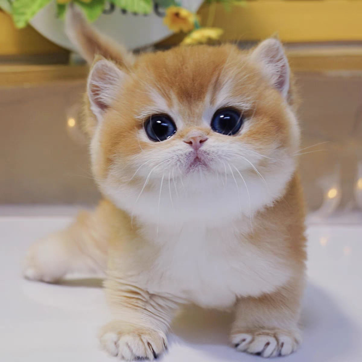 宠物猫咪活体链接