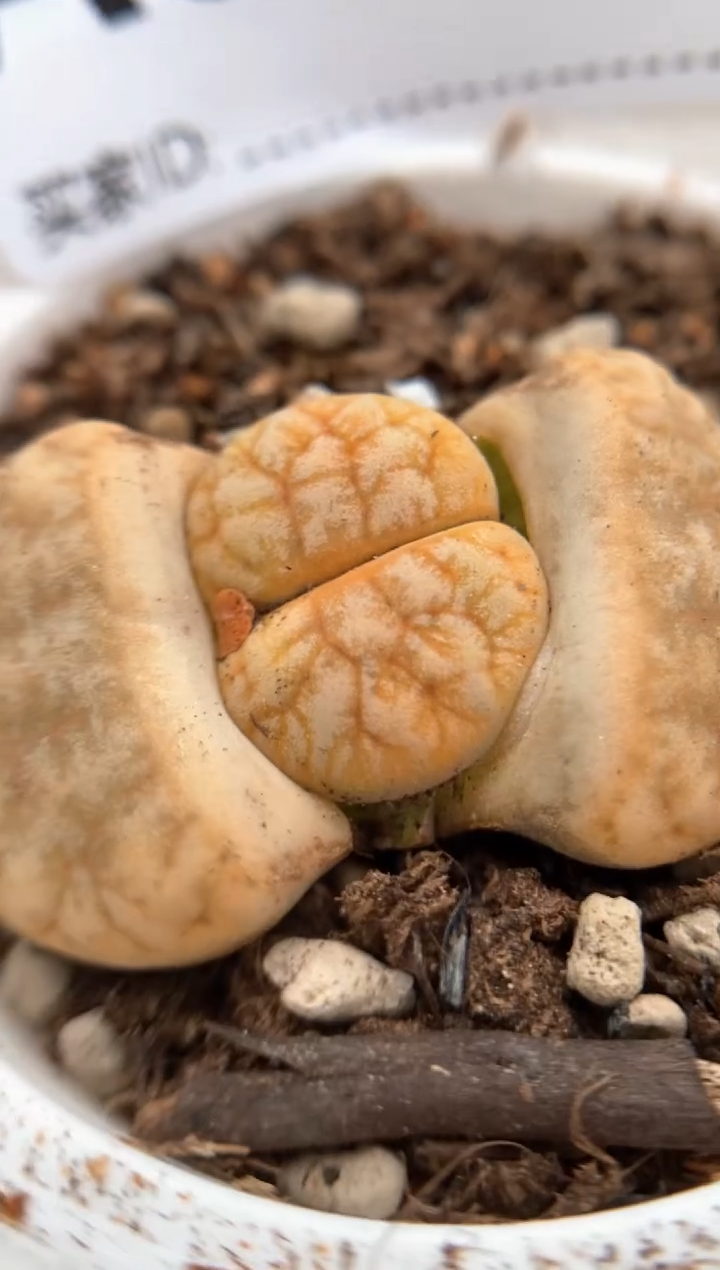 【闪购商品】6885直播一物一拍