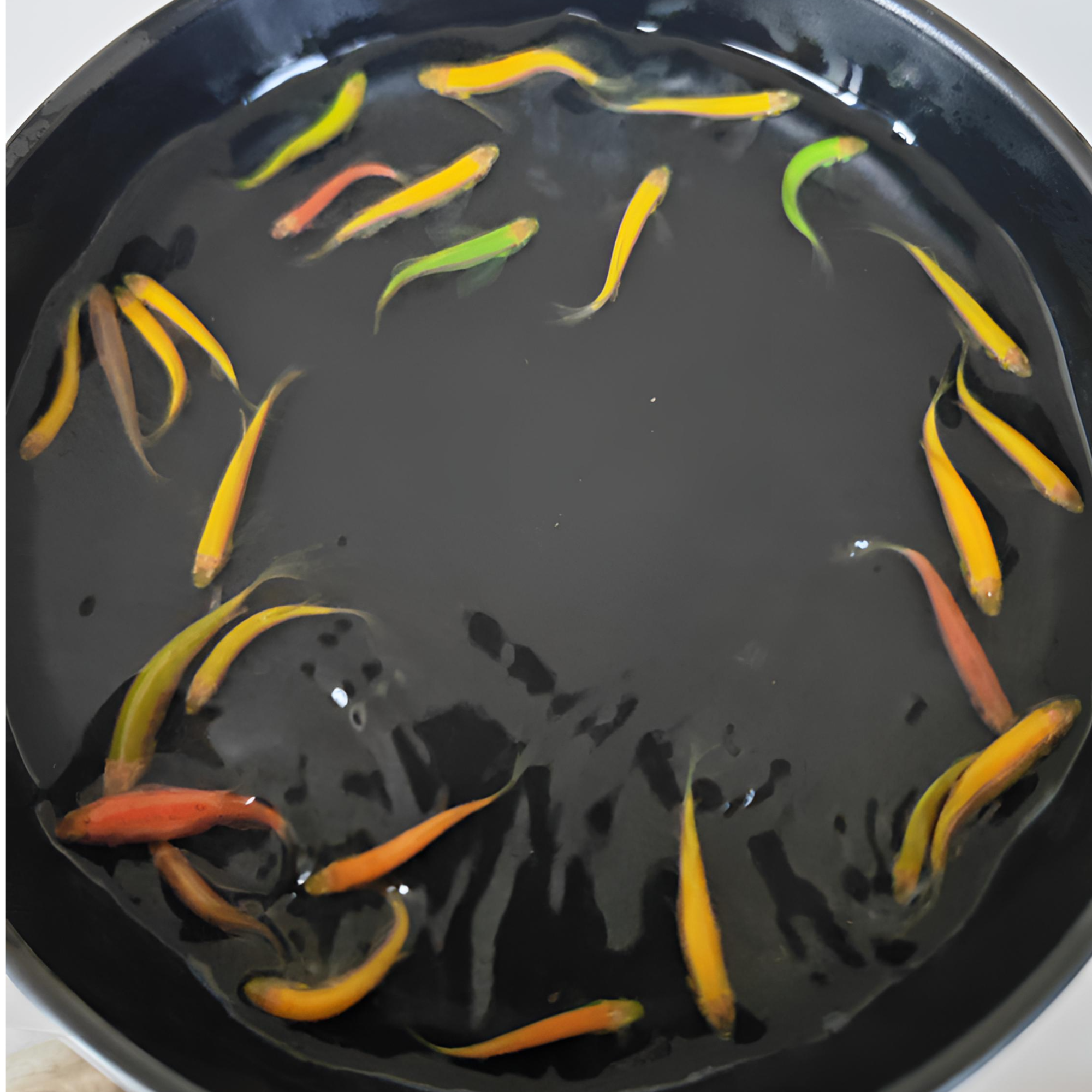  【荧光基因】蝶翼蝶翼斑马鱼群游特效 自来水混养荧光糖果色斑马