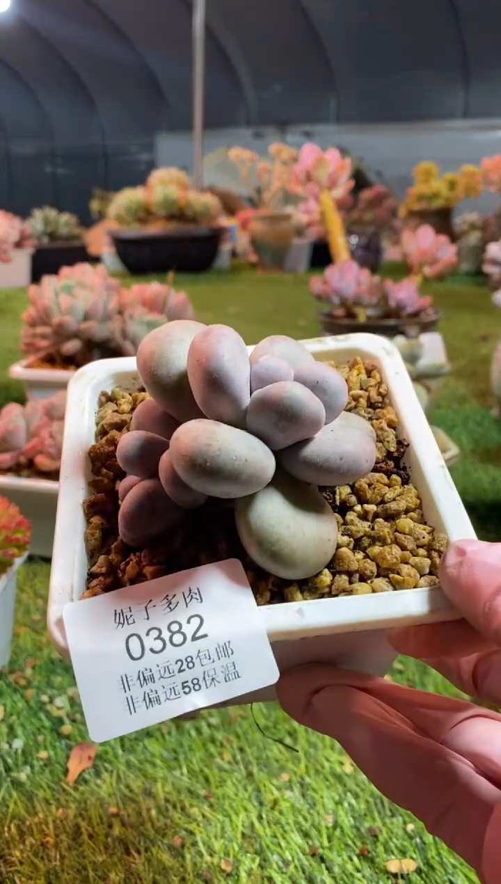 【闪购商品】0382a