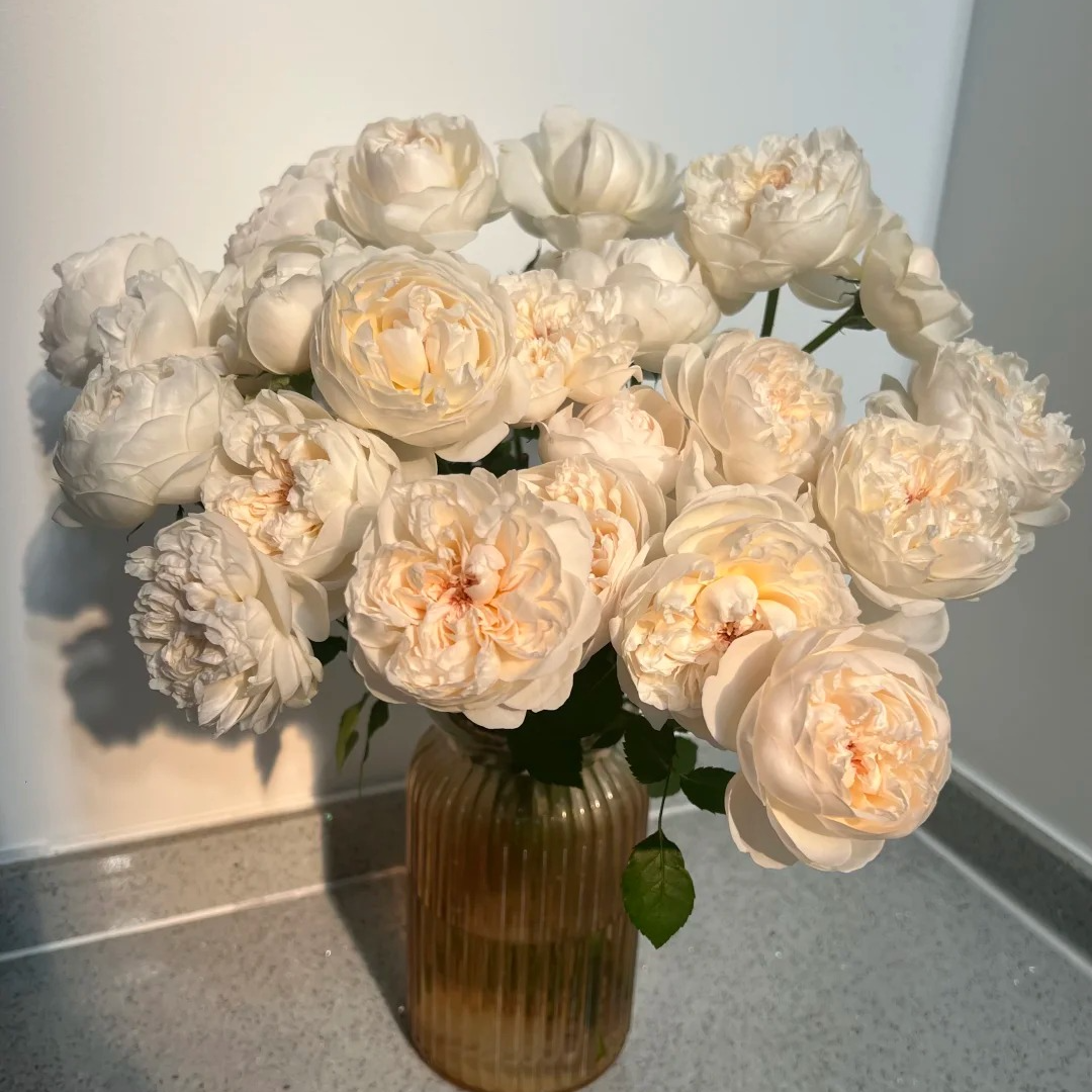 【云南鲜花】多头（毛茸茸）玫瑰  1单普通快递 2单以上顺丰冷链