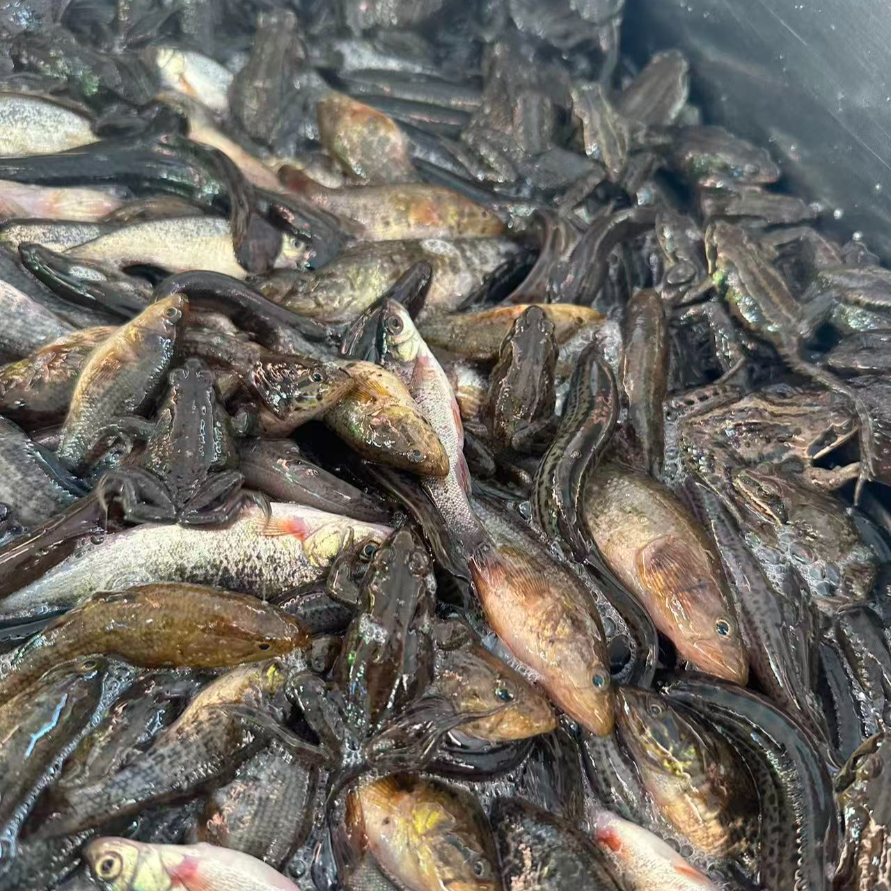 东北小杂鱼（保鲜不保活）