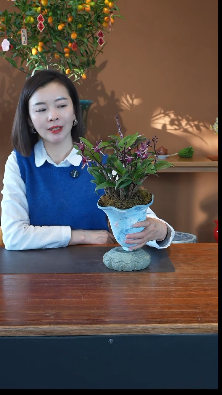 全部花朵豹纹石斛盆景盆景
