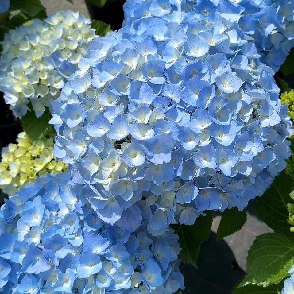 【大海兰】大花绣球多季节开花花型大好养护窗台阳台地栽耐热美观