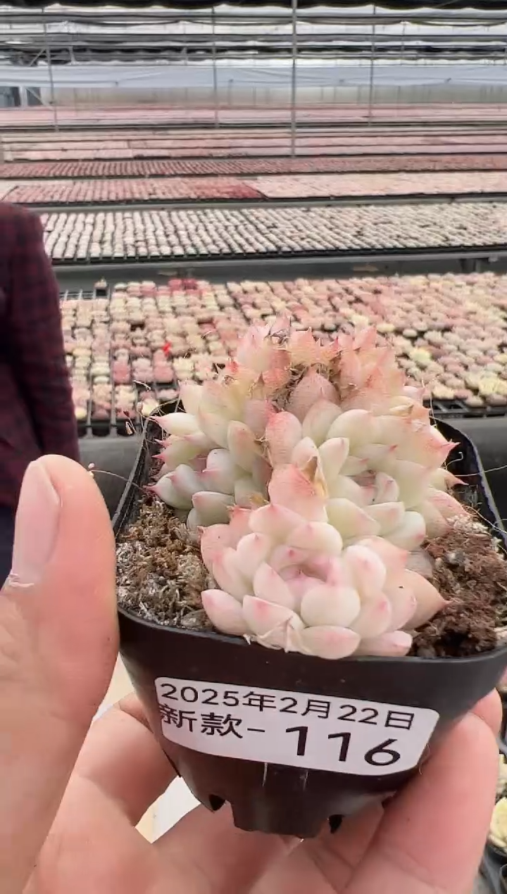 【闪购商品】新款多肉-116