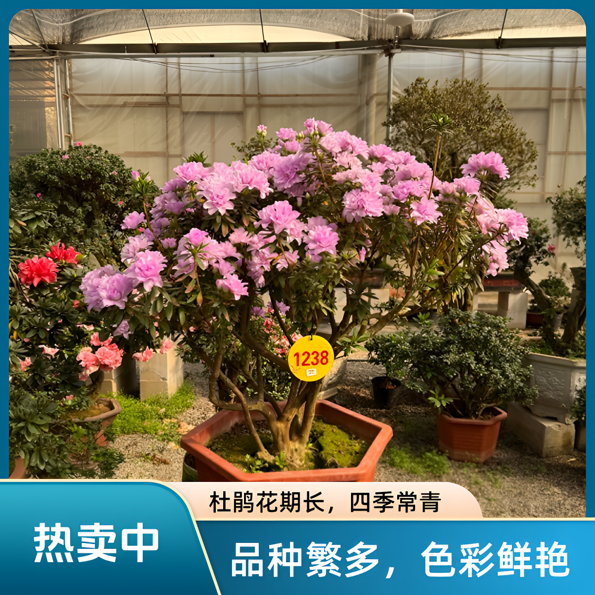 毛鹃桩嫁接的按牡丹