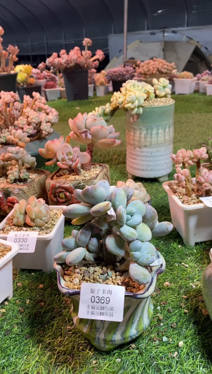 【闪购商品】0369a