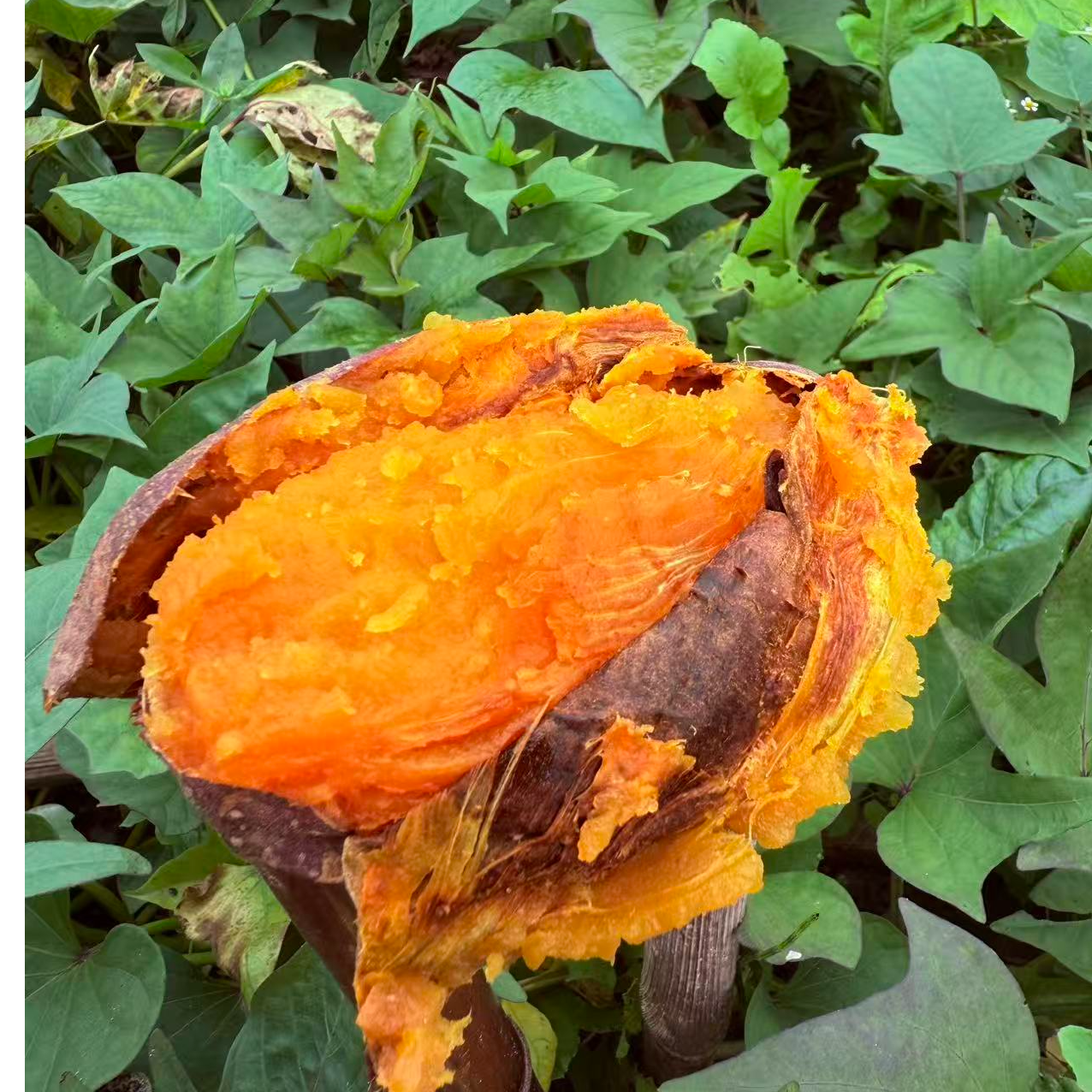 红皮红心红薯-农家自种