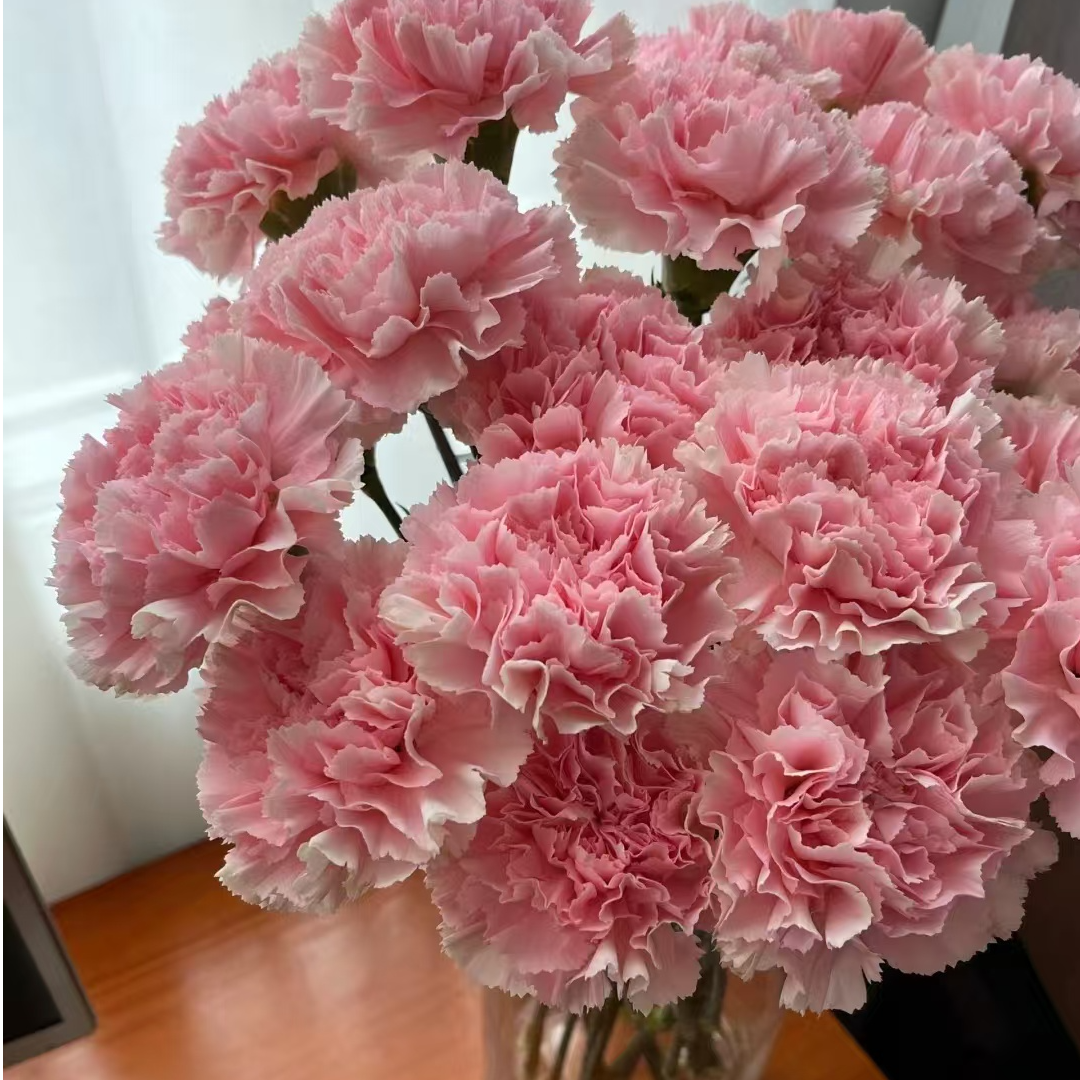 康乃馨鲜花不选色云南鲜花  家庭插花