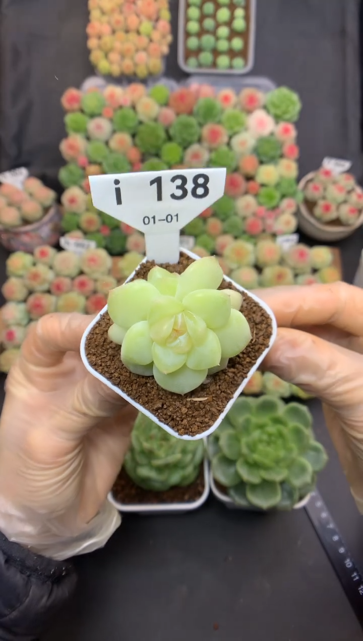 i138 朦胧 可带盆土  29.9