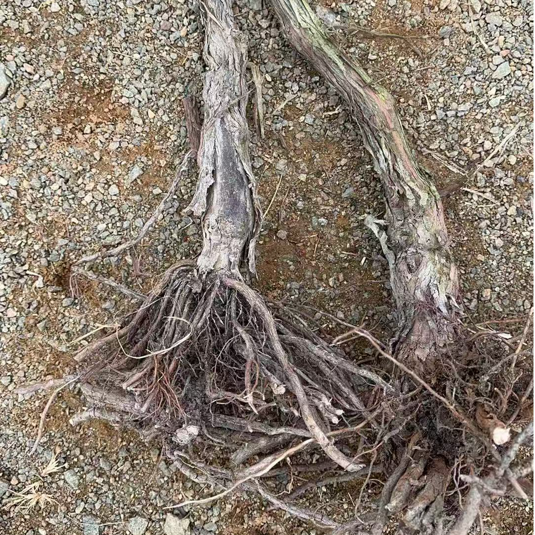 【小老弟专属】拍一发二 5年老苗好种活绿植