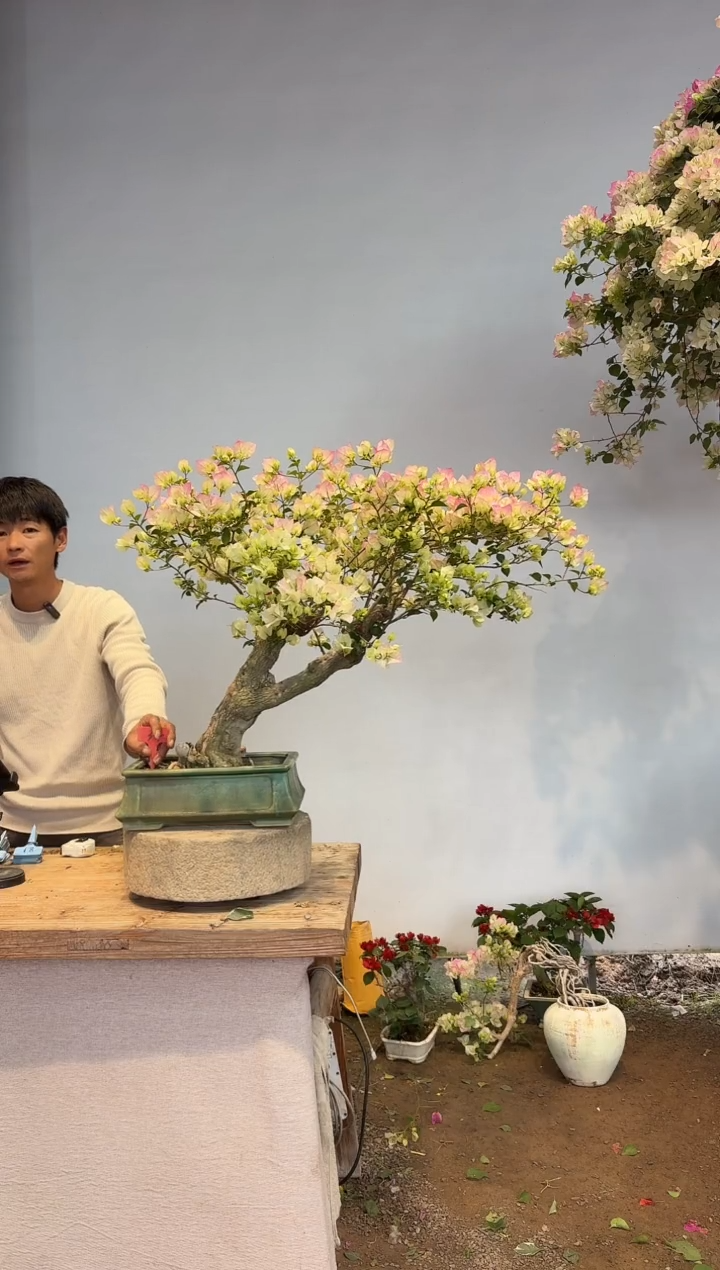 以实际为准三角梅34