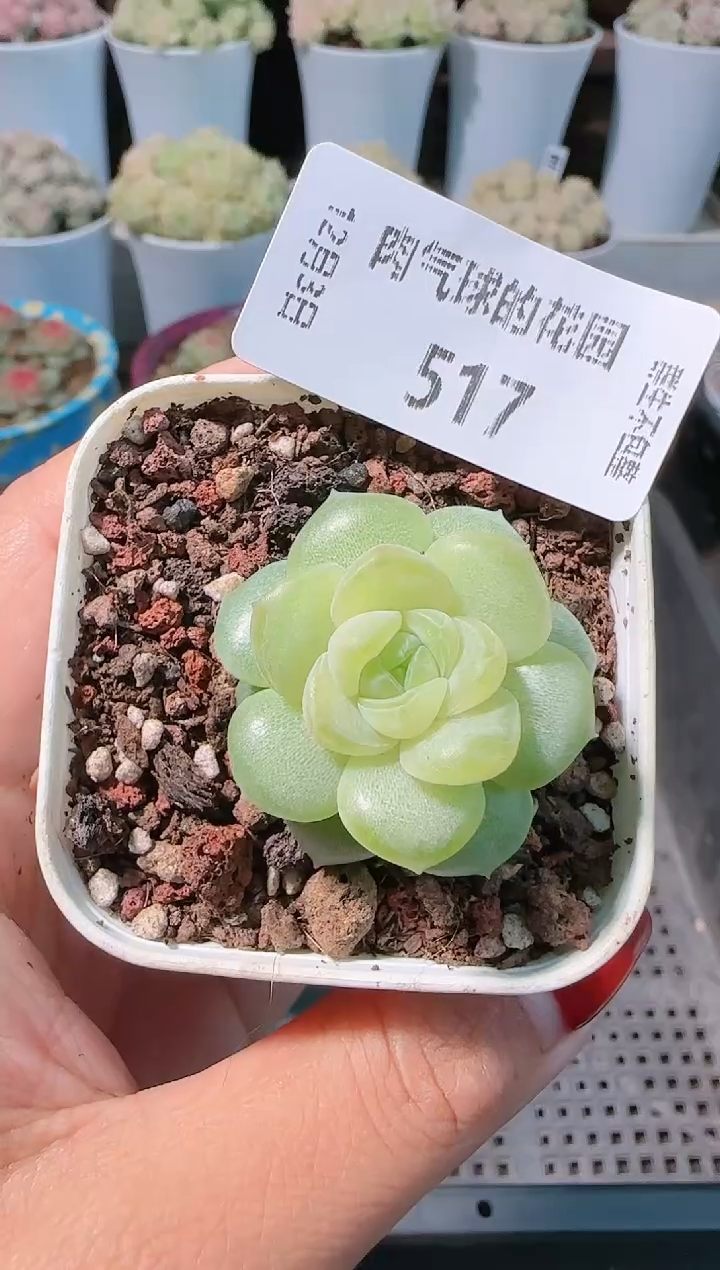 1203-517玉瑶多肉群生不包整