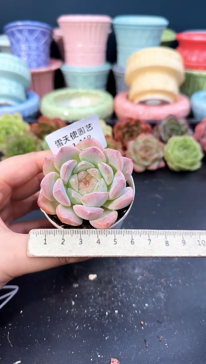923-119青山（冠幅5cm）
