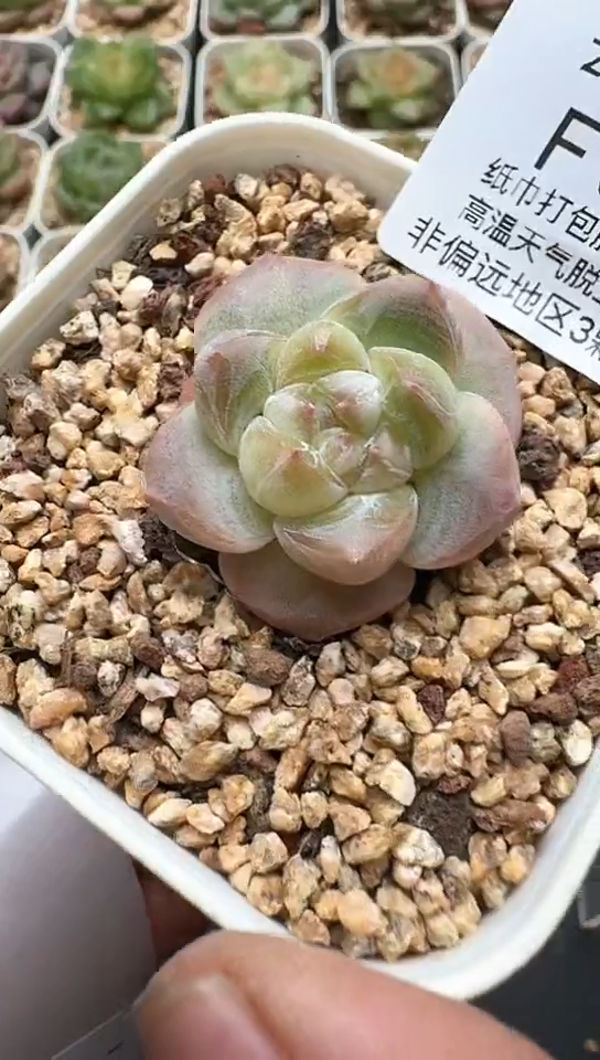 912F云禹多肉植物 默认脱土纸巾打包 3颗包邮
