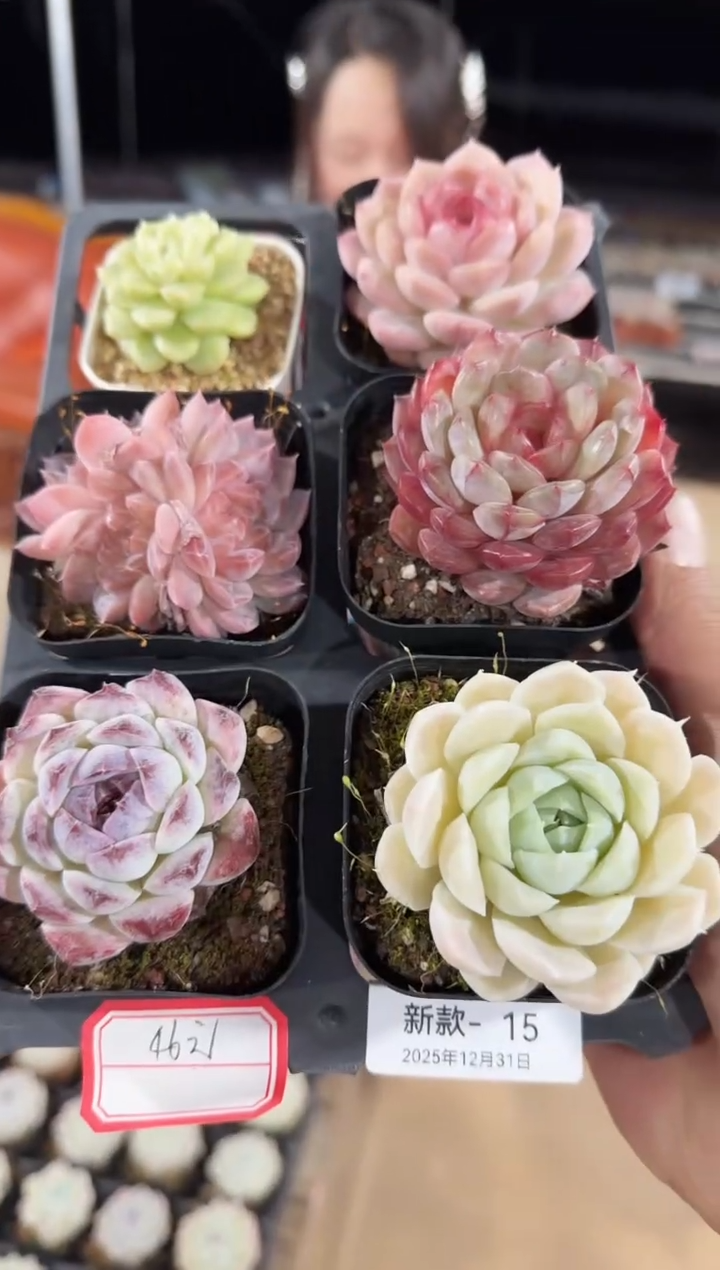 东云多肉园新款-15