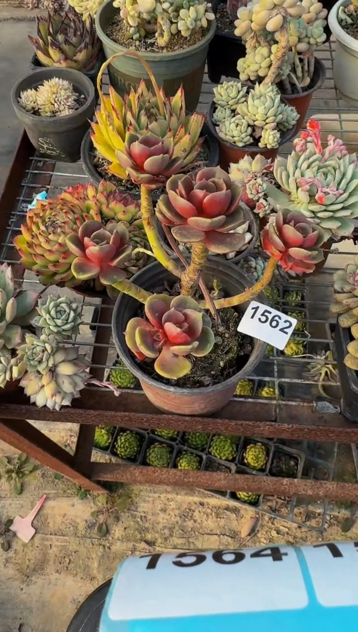 【闪购商品】1562大红袍（裸根发货）