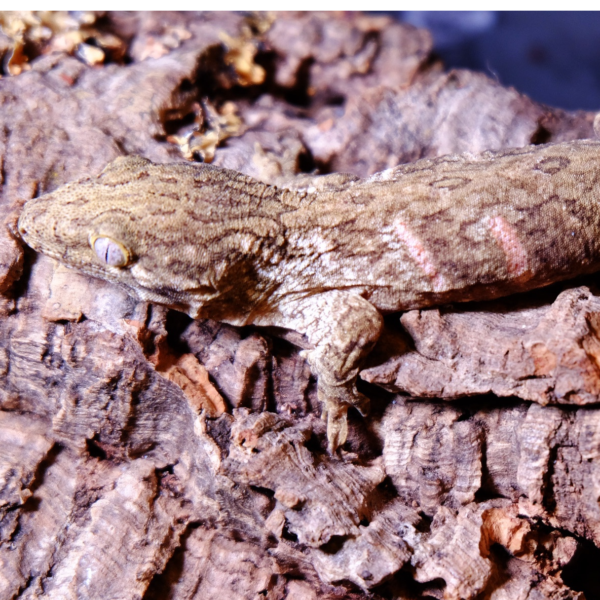 爬宠巨人守宫主岛支岛选育新手入门可爱宠物