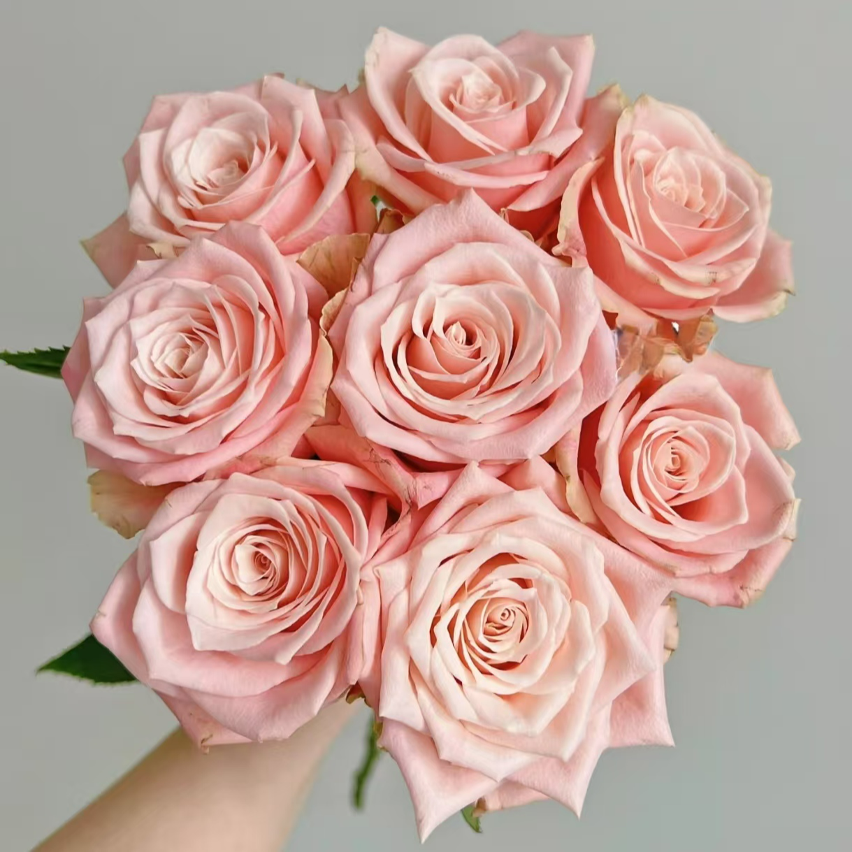 花知述园艺杏仁奶糖四季玫瑰月季花树苗常年开花植物庭院阳台可养