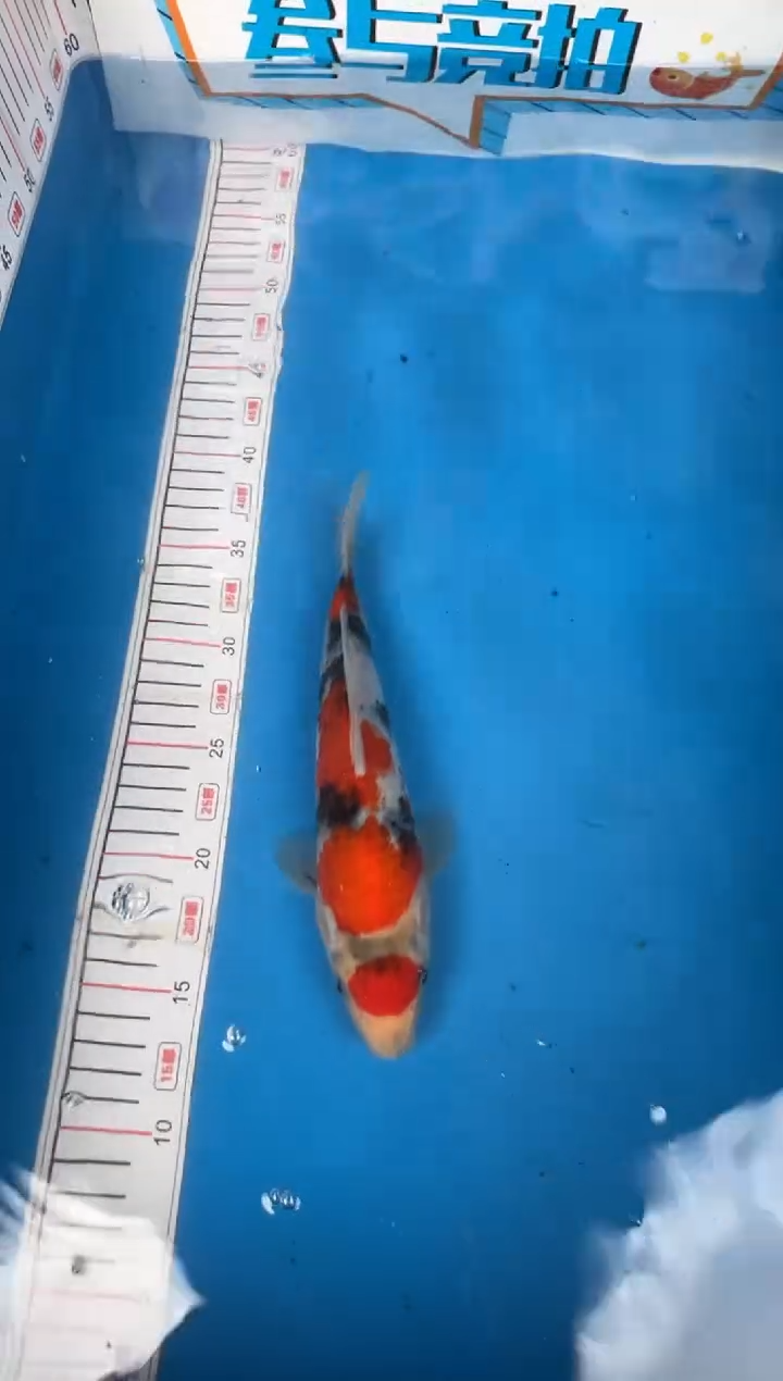 锦鲤18号锦鲤昭和鱼 闪购