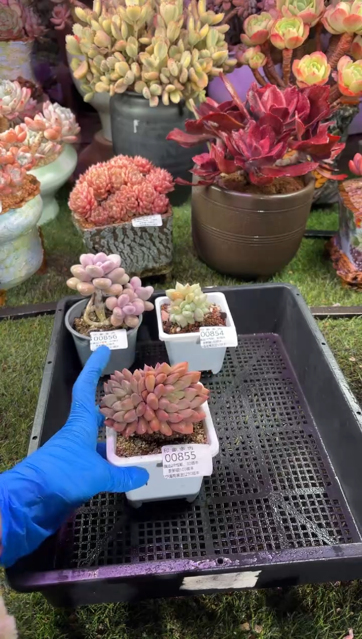 【闪购商品】00855