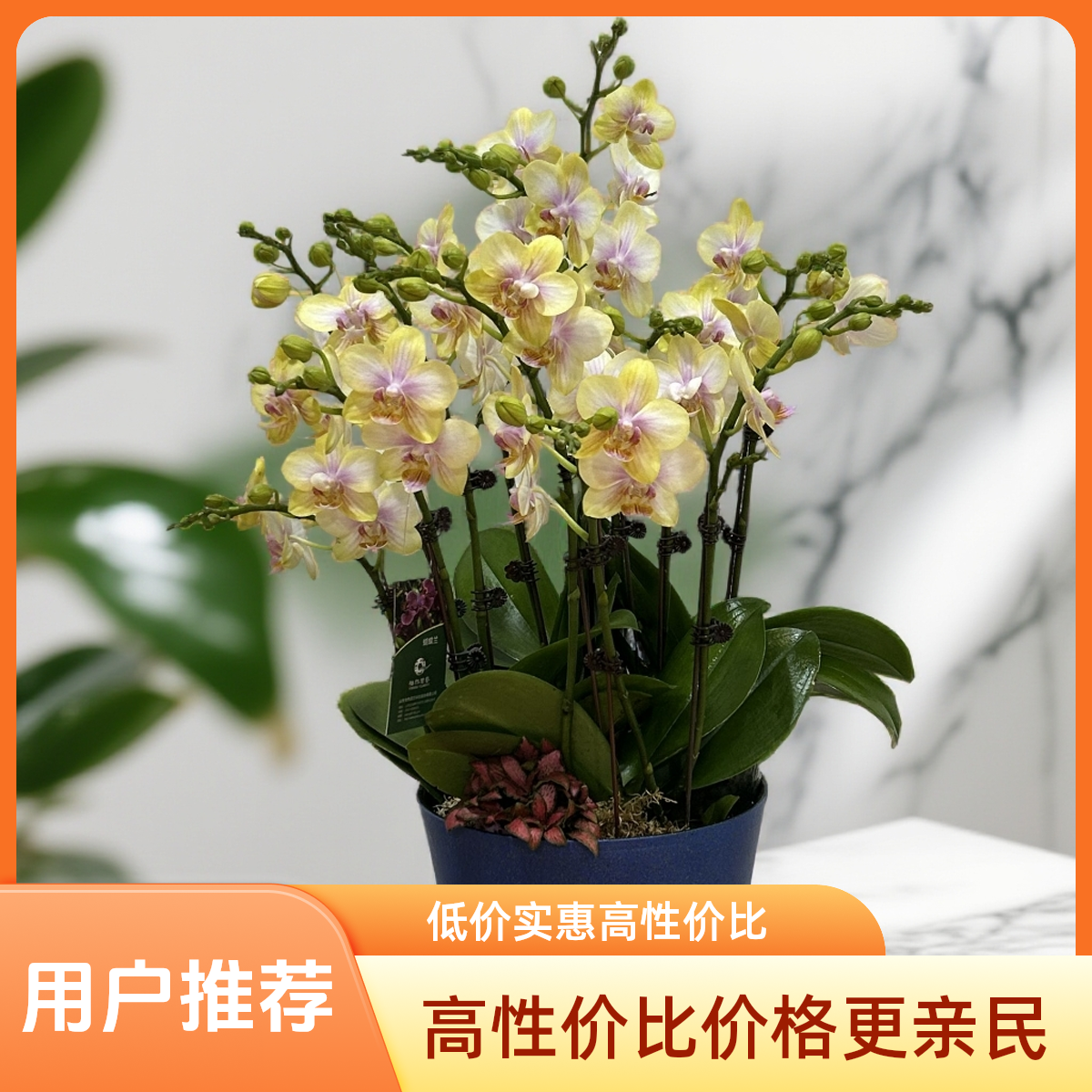 精选12剑蝴蝶兰盆栽