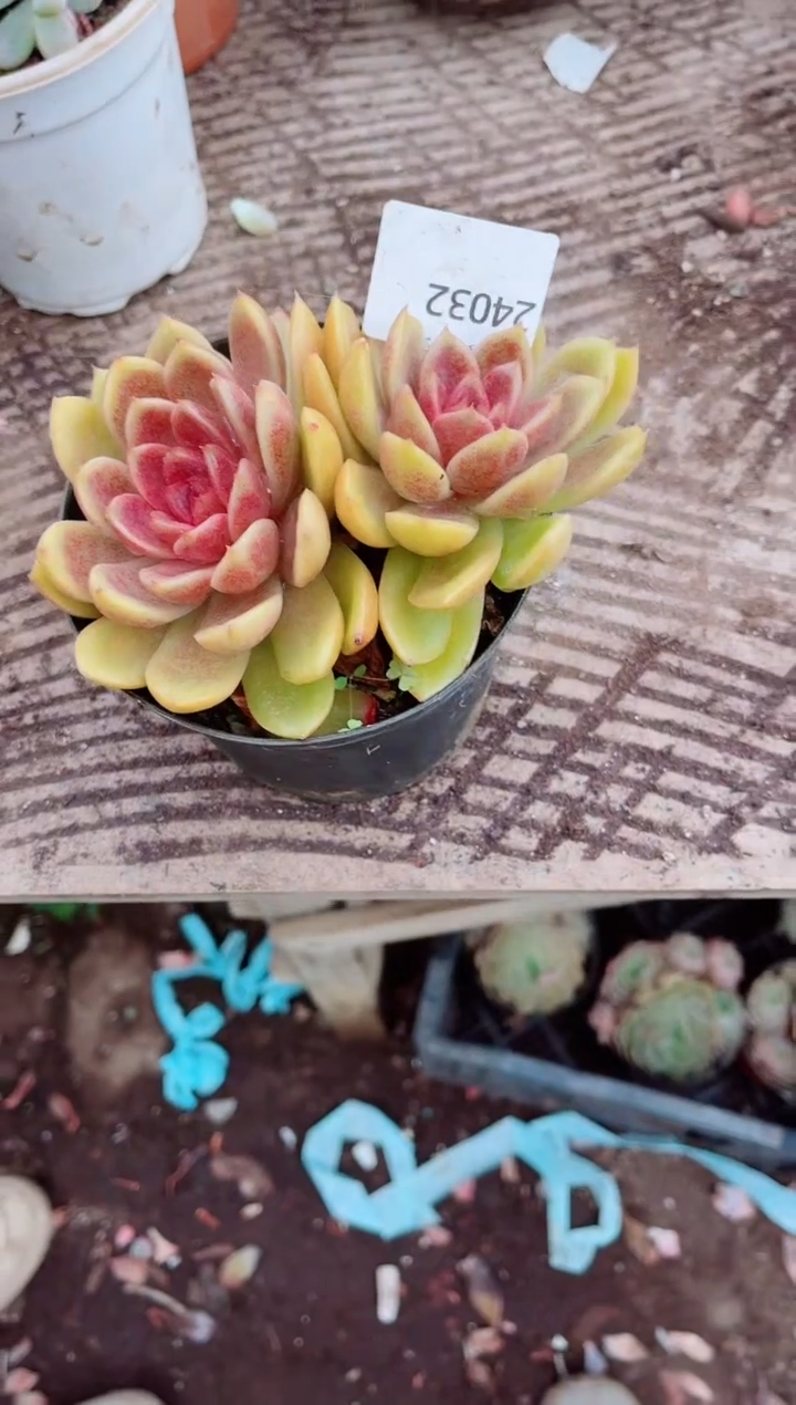 ^****^跃跃精品多肉24032