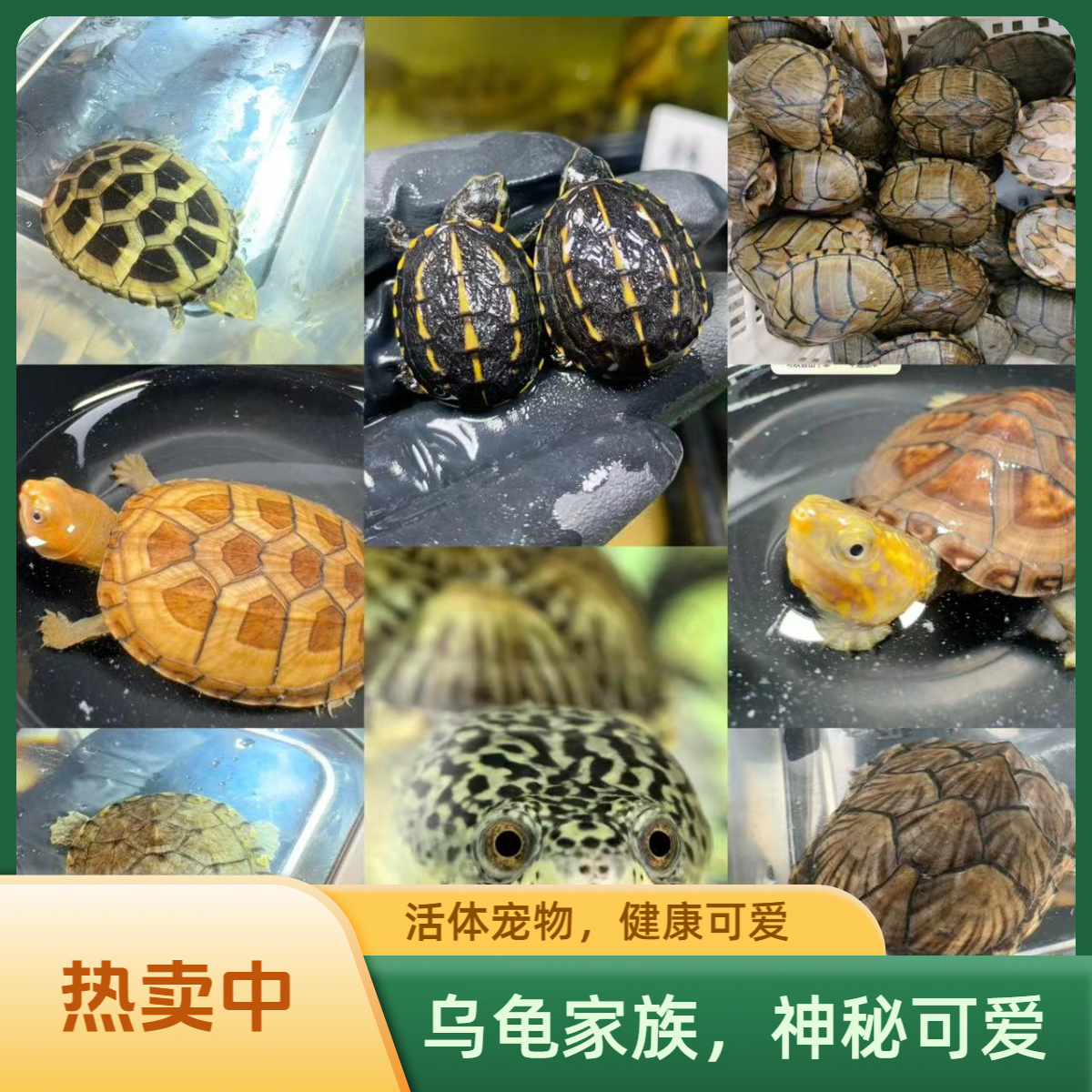 沼泽西非圆奥蛋龟窄桥萨尔文乌龟活体宠物龟