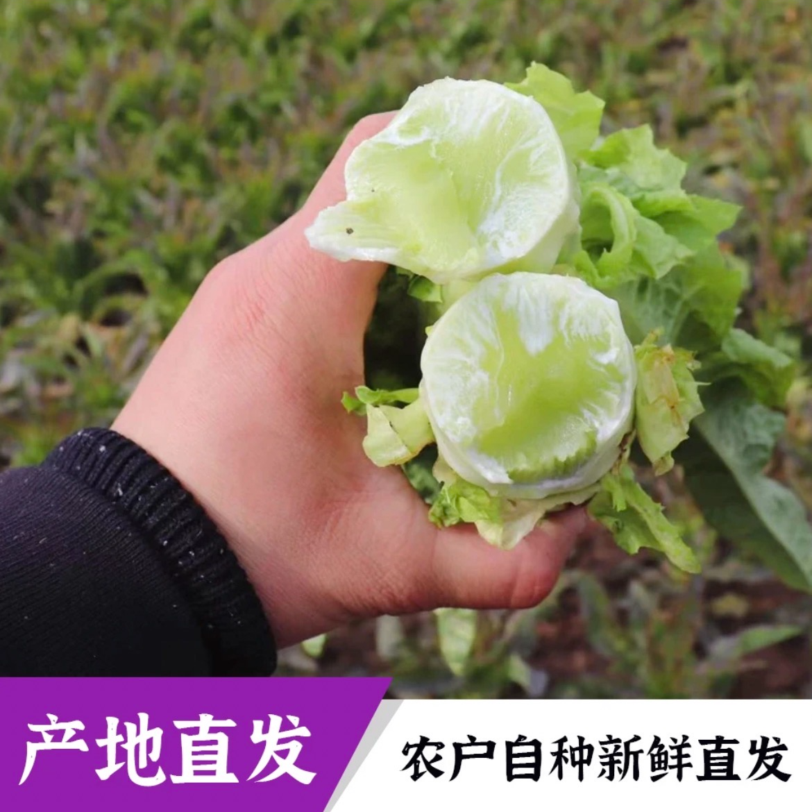 【挑幺挑六】甄选新鲜莴笋紫叶脆嫩莴笋现挖现发包邮上门