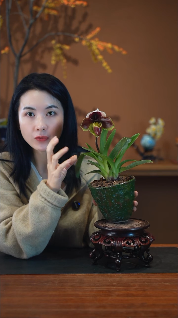 全部花朵红肉饼盆景盆景盆景