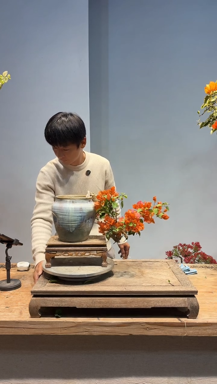 以实际为准三角梅38