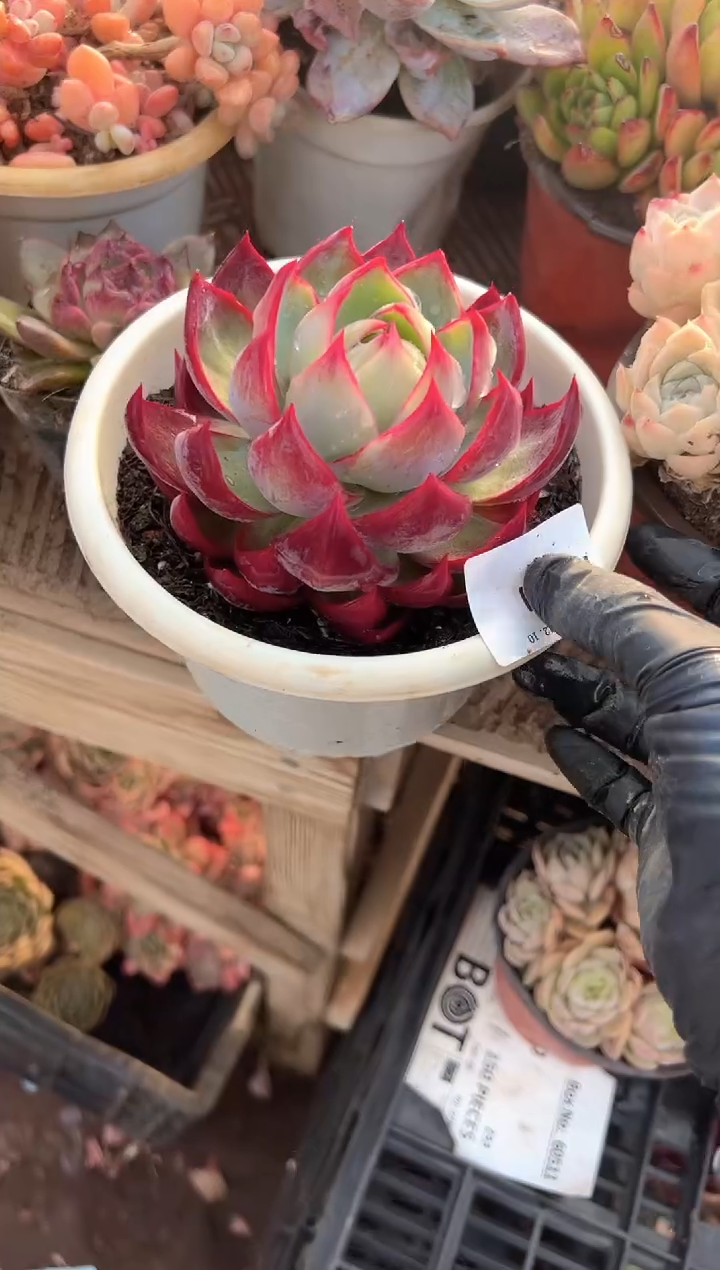 笨*熊多肉植物一物一拍10281