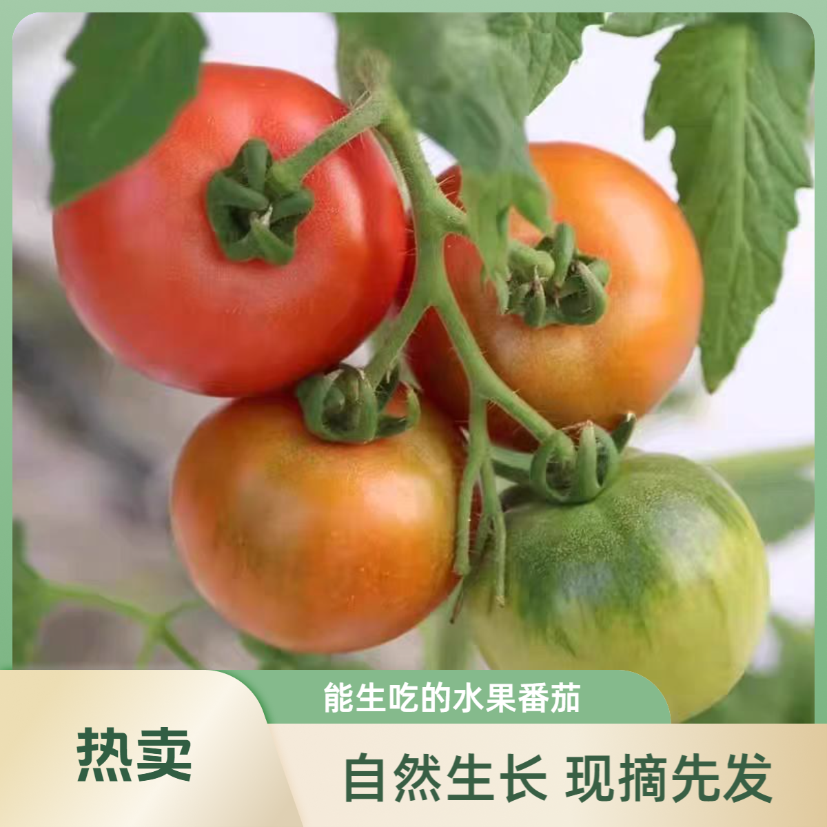 【草莓西红柿】密云大棚种植新鲜水果番茄 铁皮柿子现摘先发3-5斤