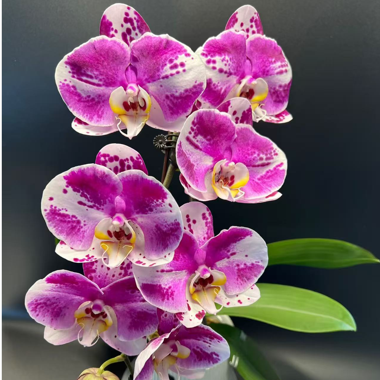 【七礼夫人】功夫熊猫 蝴蝶兰年宵花爆款 基地直发 带花带花包