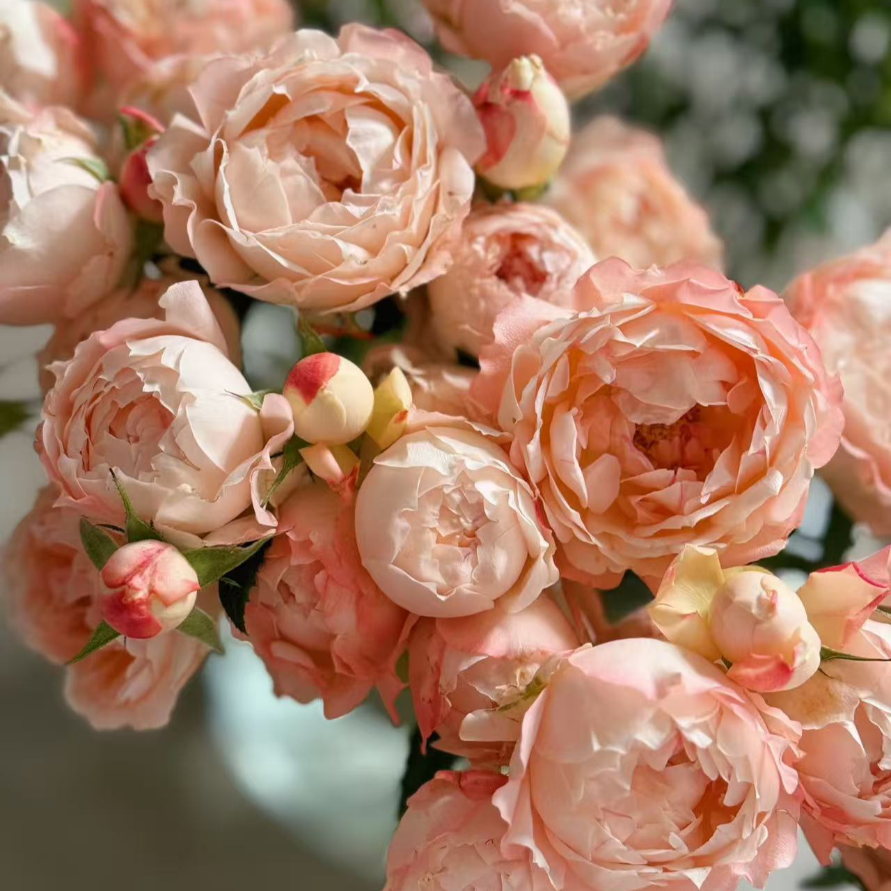 【大力甄选】AA级苏琪公主多头玫瑰 云南基地现采现发 一单包邮