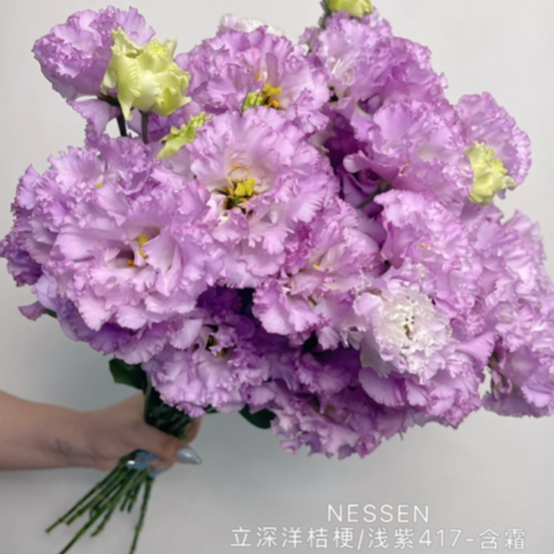 立深含霜-浅紫417洋桔梗鲜切花云南基地直发