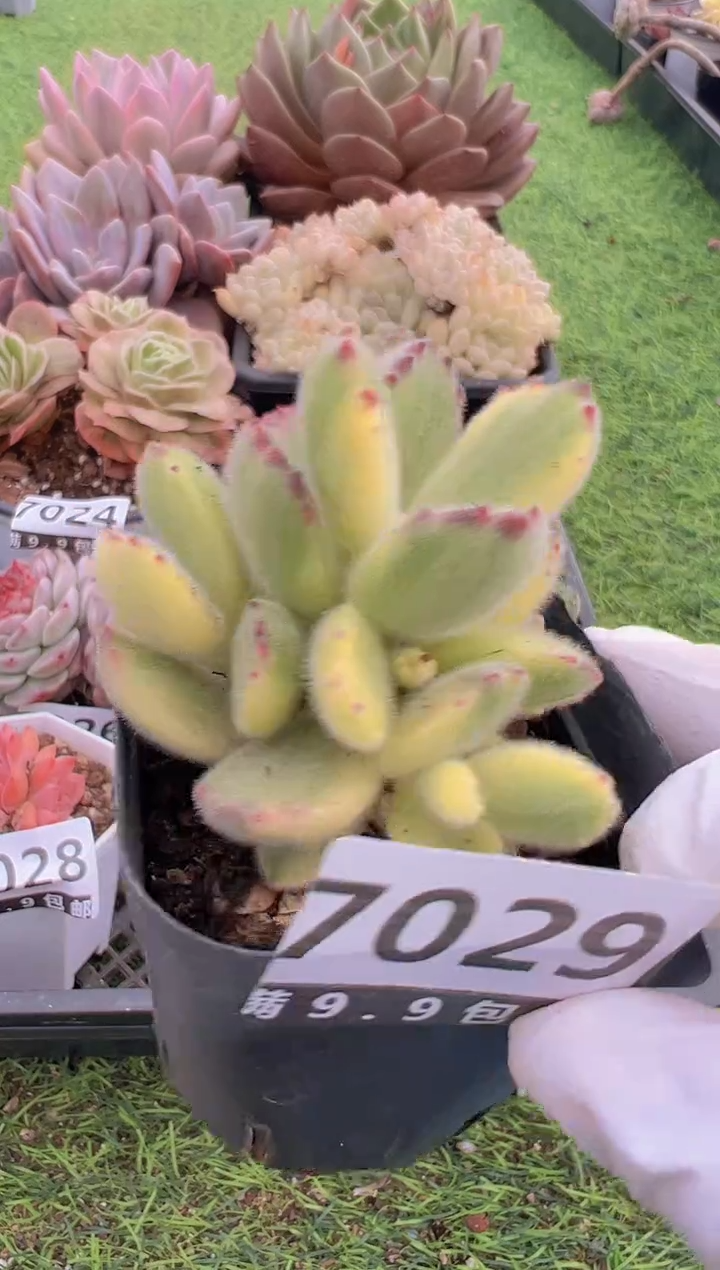 【闪购商品】信福多肉一物一拍