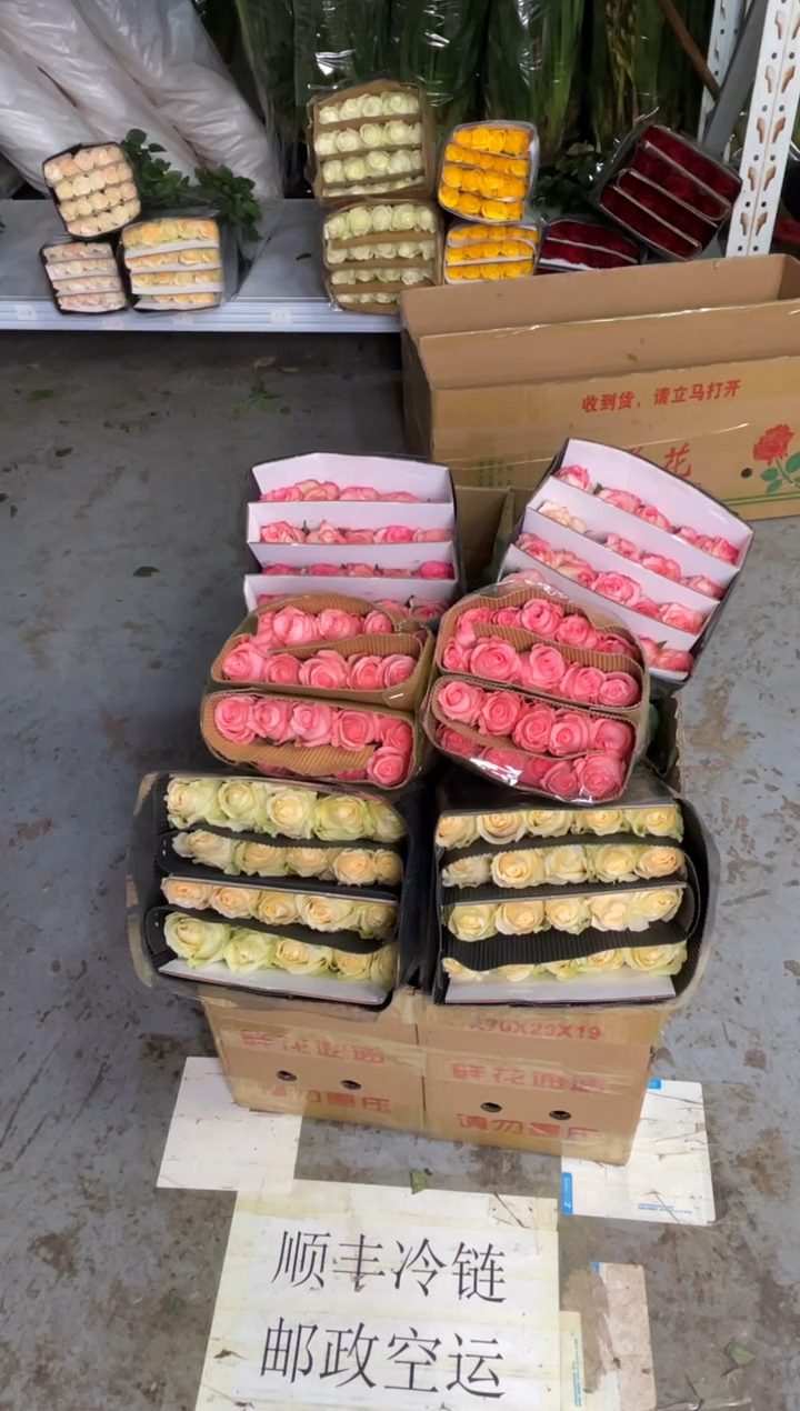 香槟20枝+戴安娜20枝+艾沙20枝