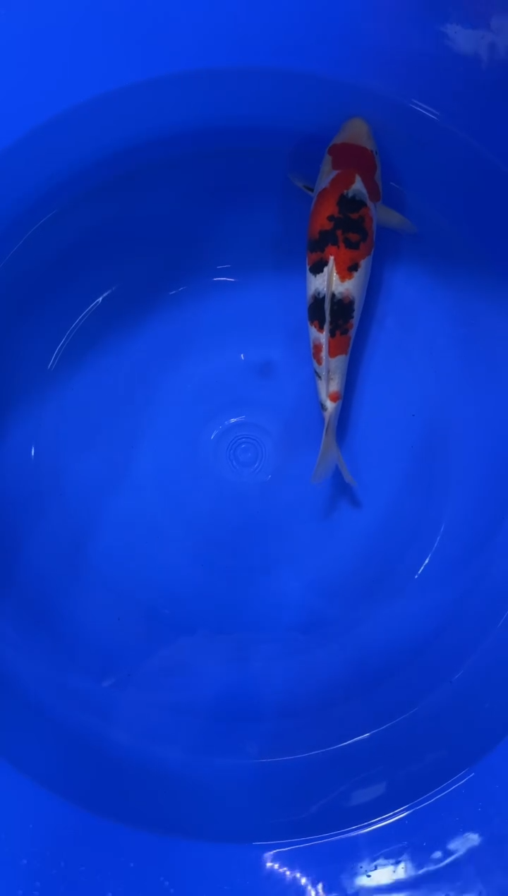 锦鲤活体二号链接