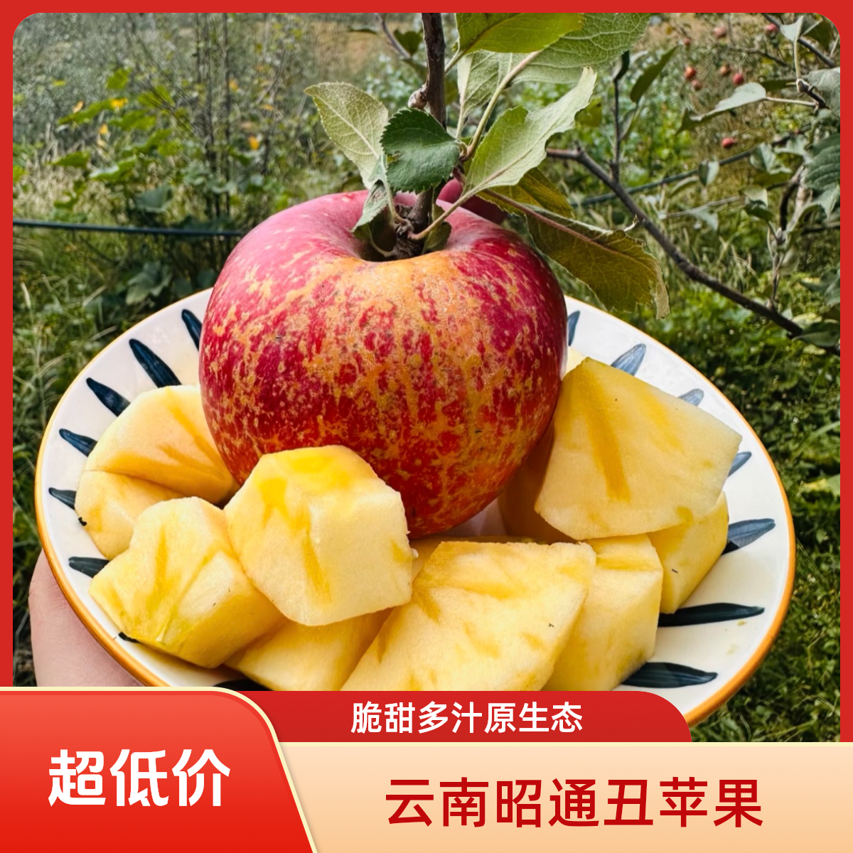 云南昭通原生态昭通冰糖心丑苹果脆甜多汁现摘现发带箱5斤包邮