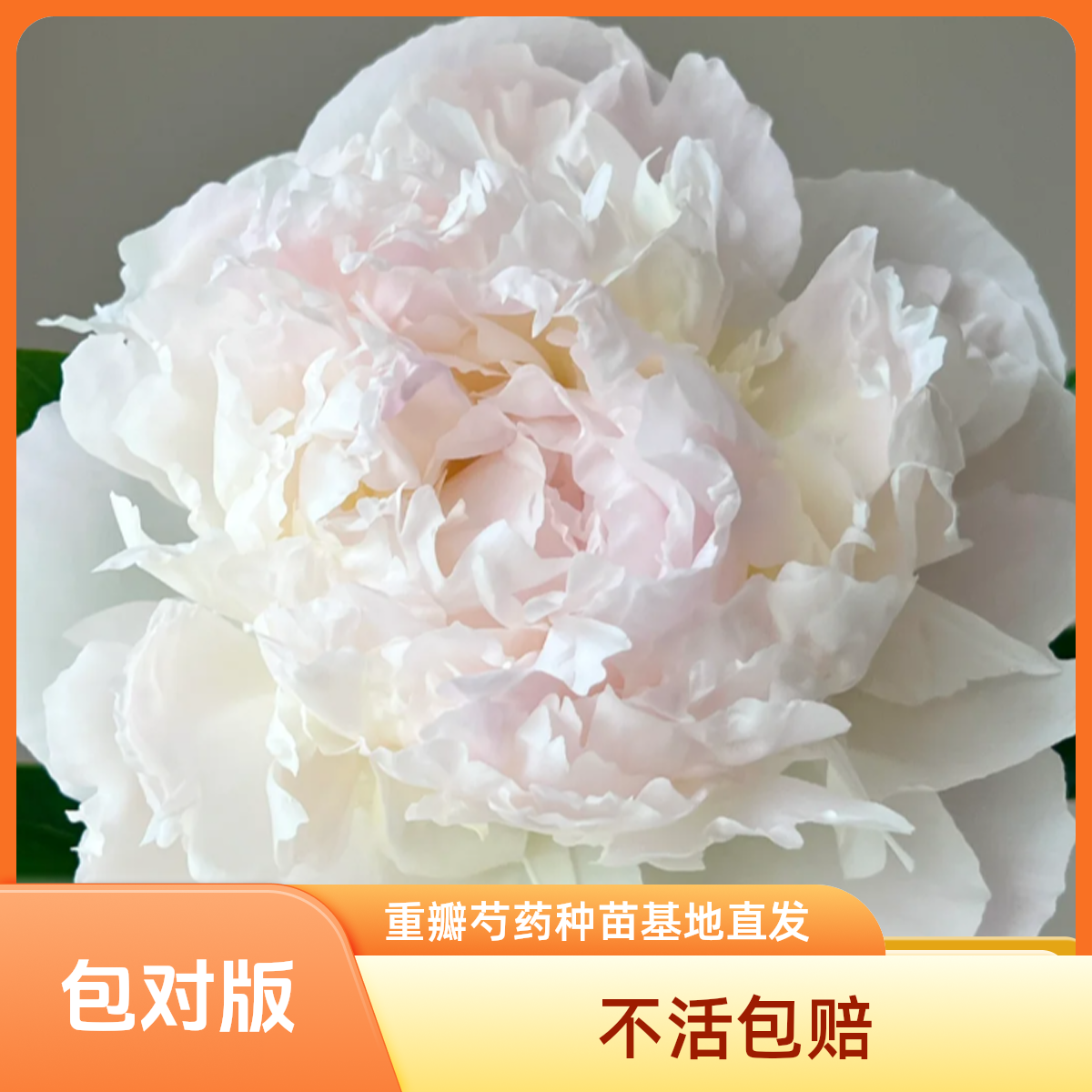 【母亲的选择】裸根重瓣芍药庭院阳台地栽盆栽耐寒观赏草本春季