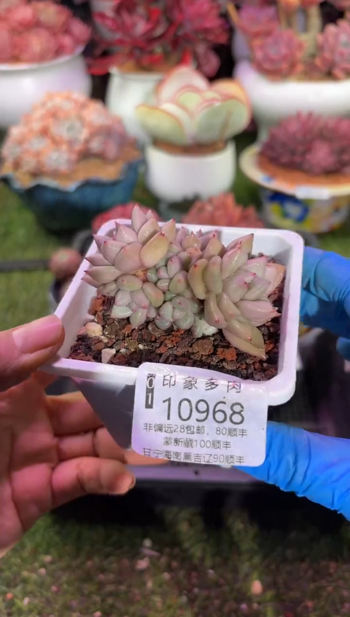 【闪购商品】10968