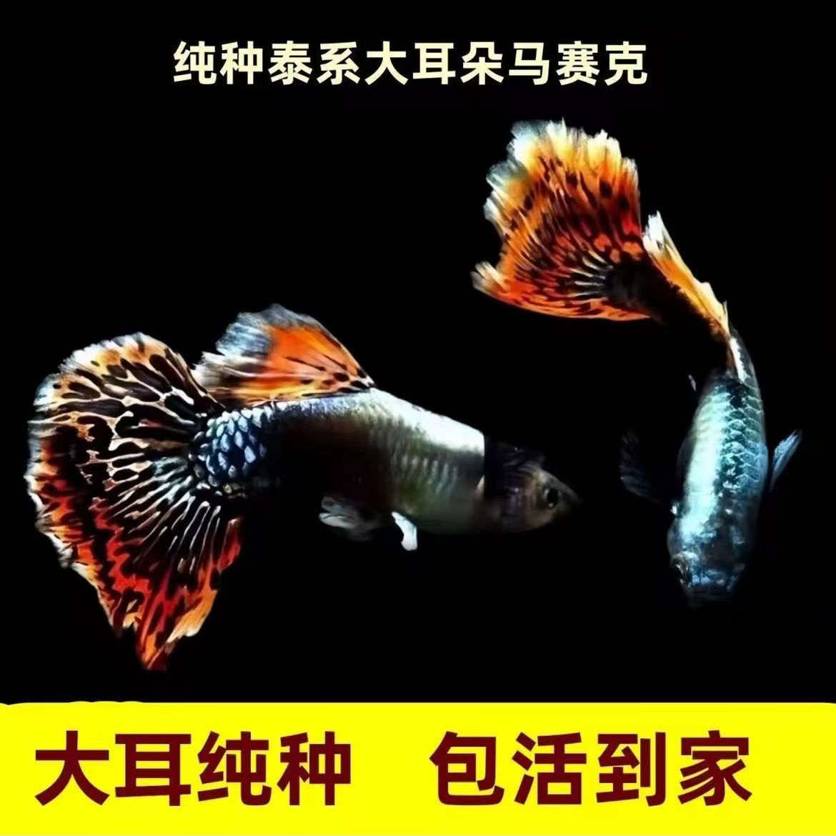 2-3厘米大耳马赛克孔雀鱼可繁殖爆缸好养耐活漂亮