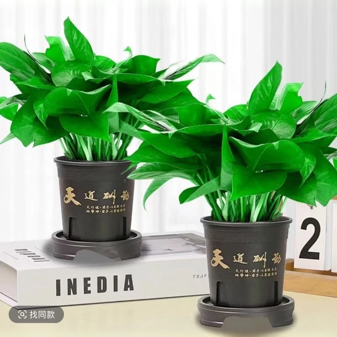 【拍一发二】110型号绿萝四季盆栽室内栽种好养净化空气除甲醛